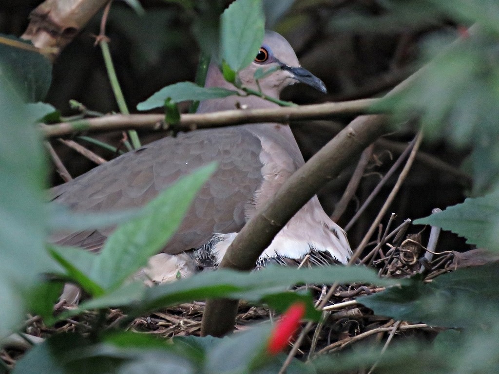 White-tipped Dove - ML243011011