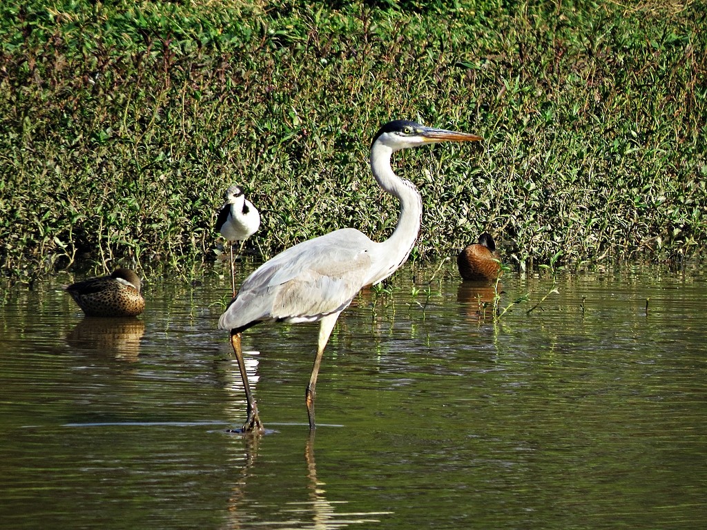 Garza Cuca - ML243012971