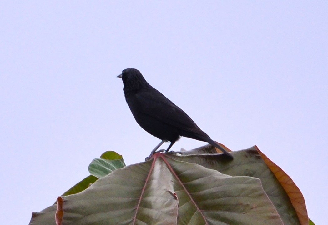 Chopi Blackbird - ML243013121