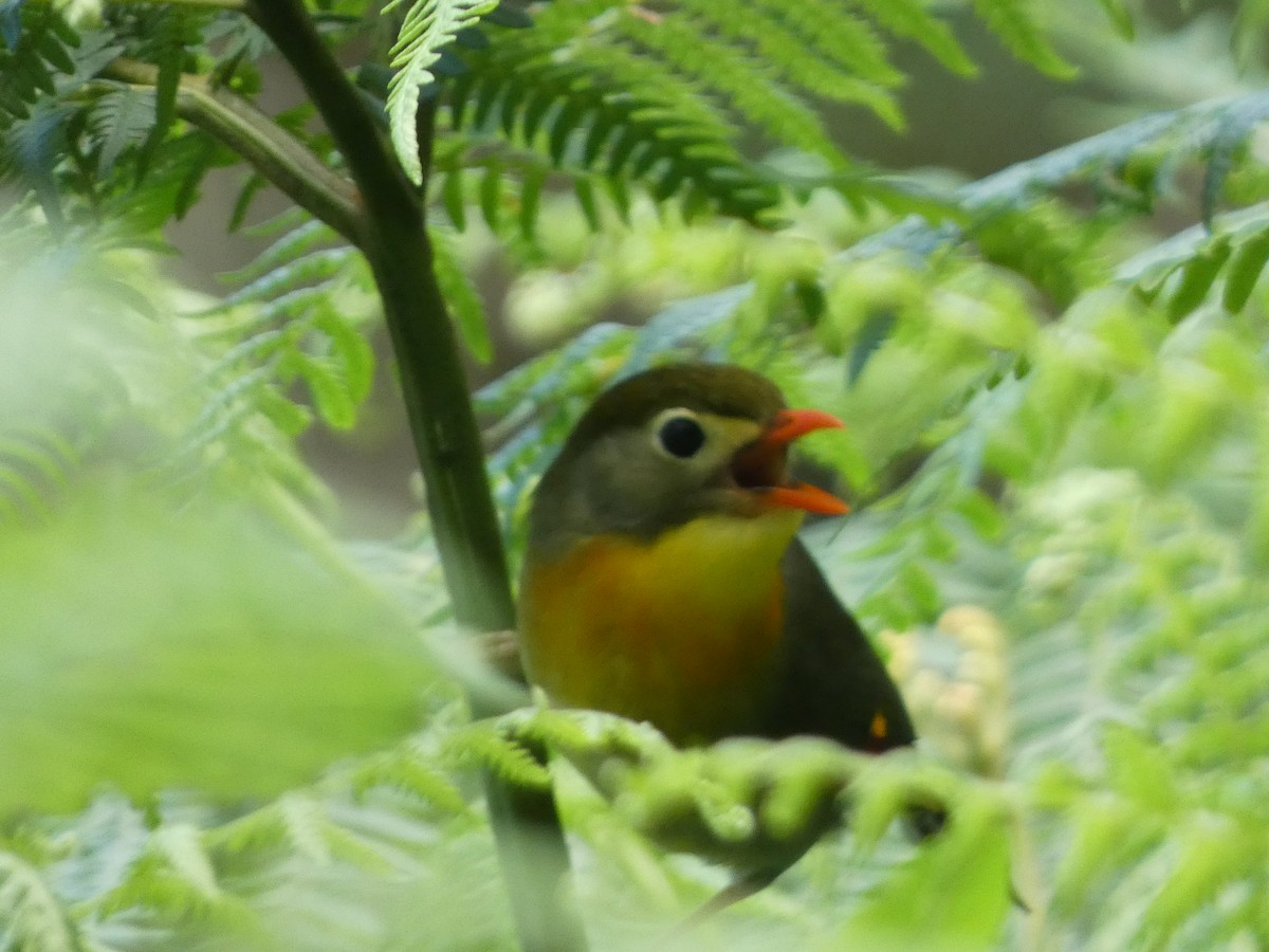Red-billed Leiothrix - ML243013341