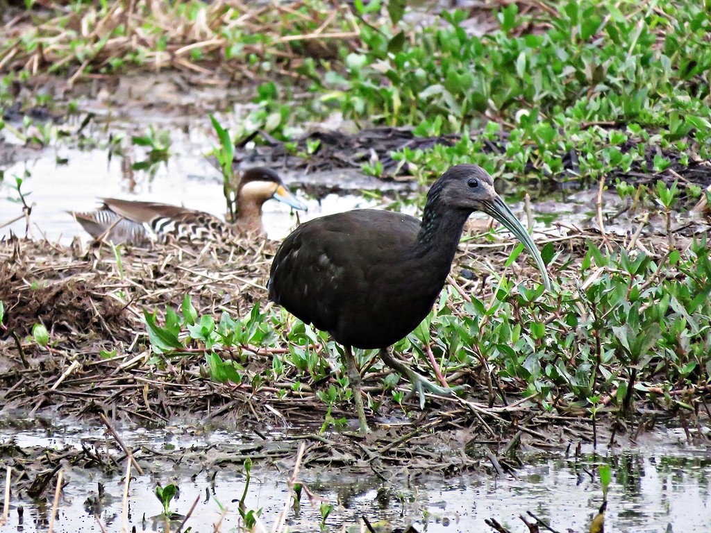 Green Ibis - ML243013371