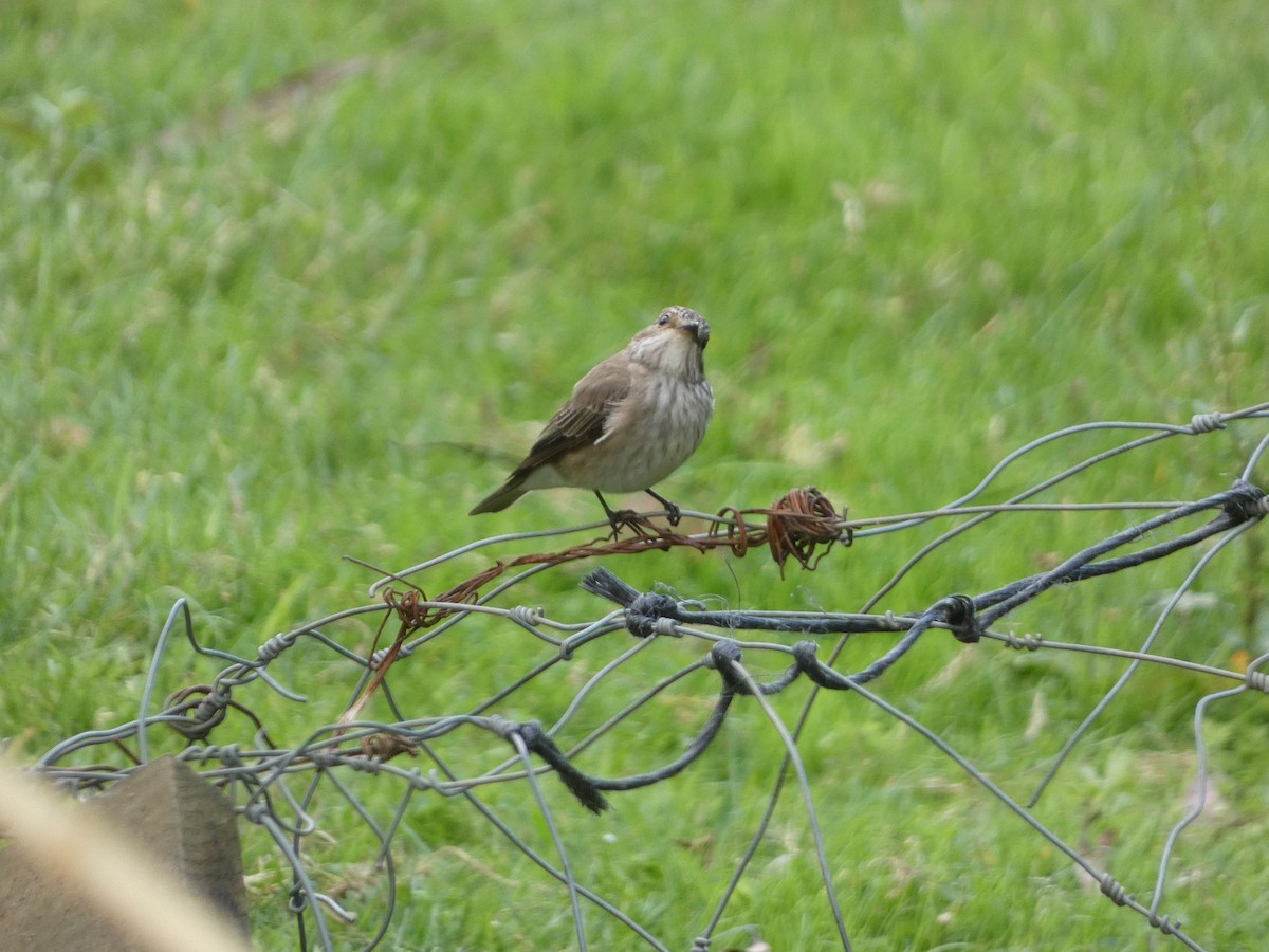 Бөртөт намнаахай - ML243013481