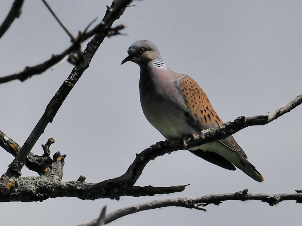 European Turtle-Dove - ML243013641