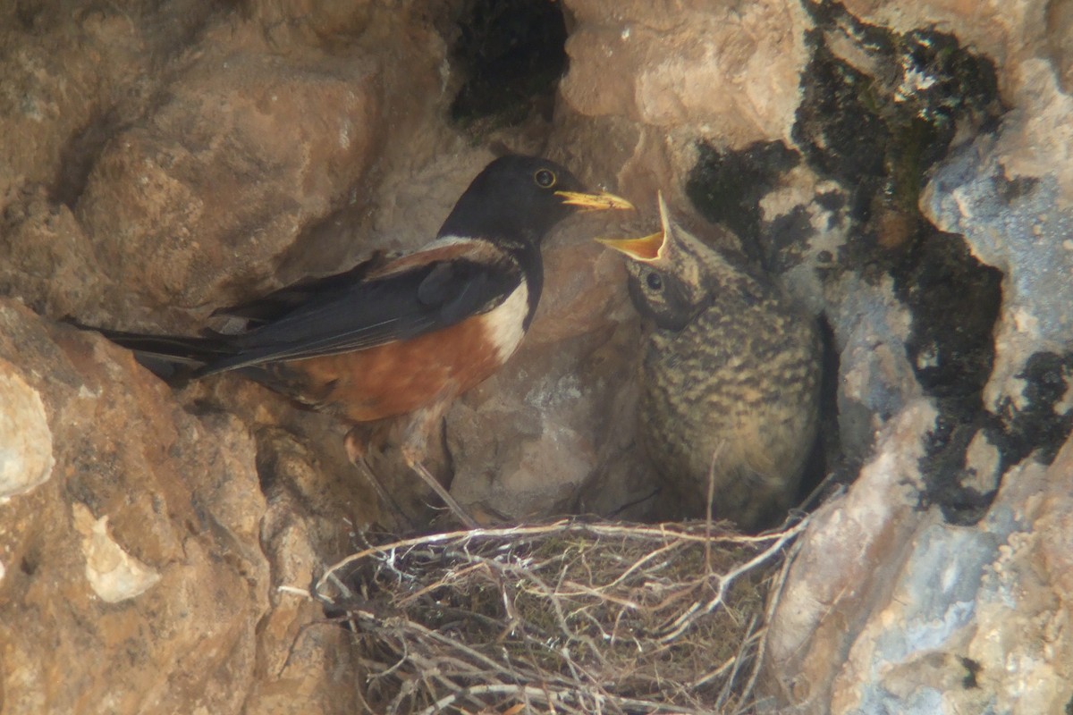 White-backed Thrush - ML243014011