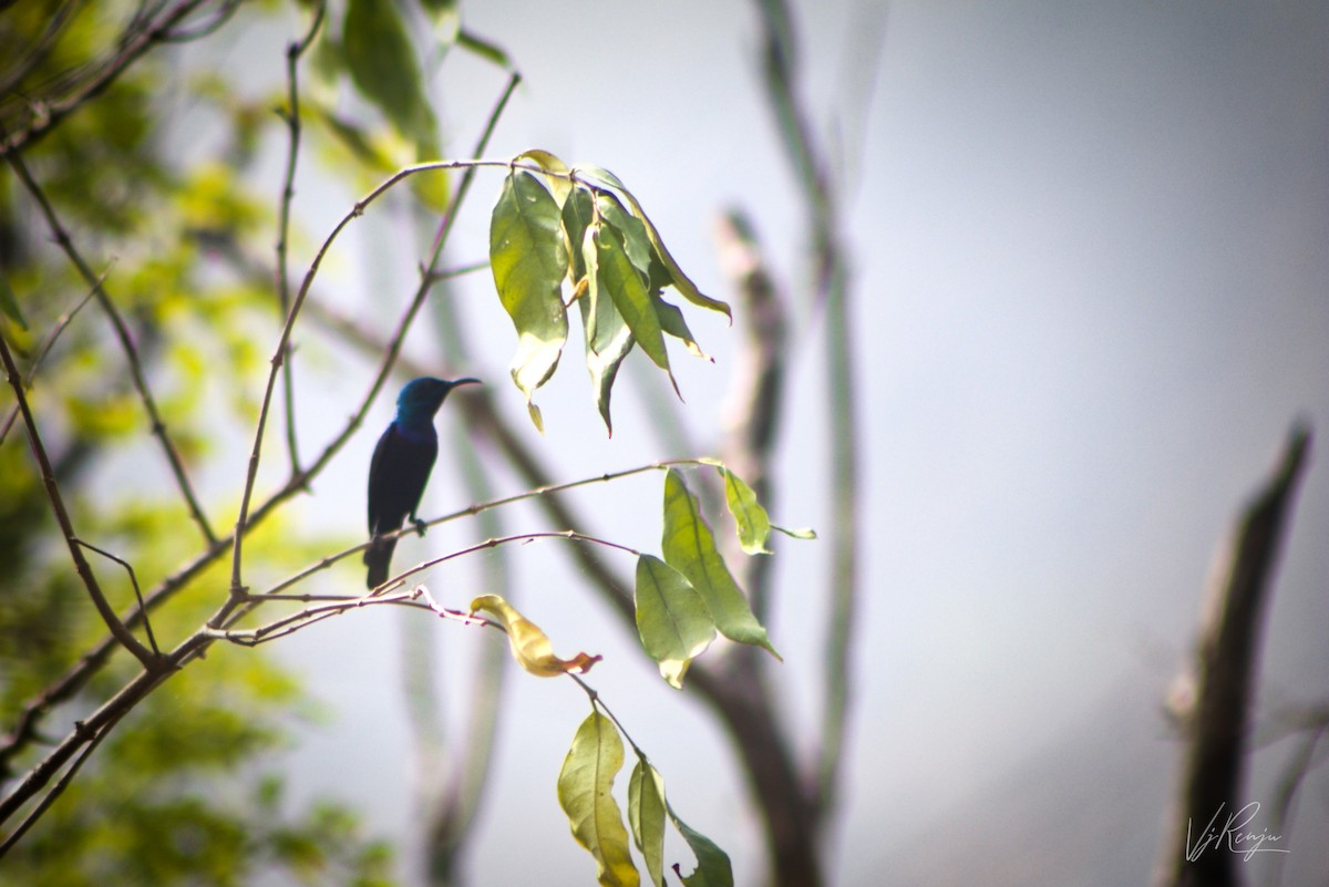 Purple Sunbird - Renjith V J