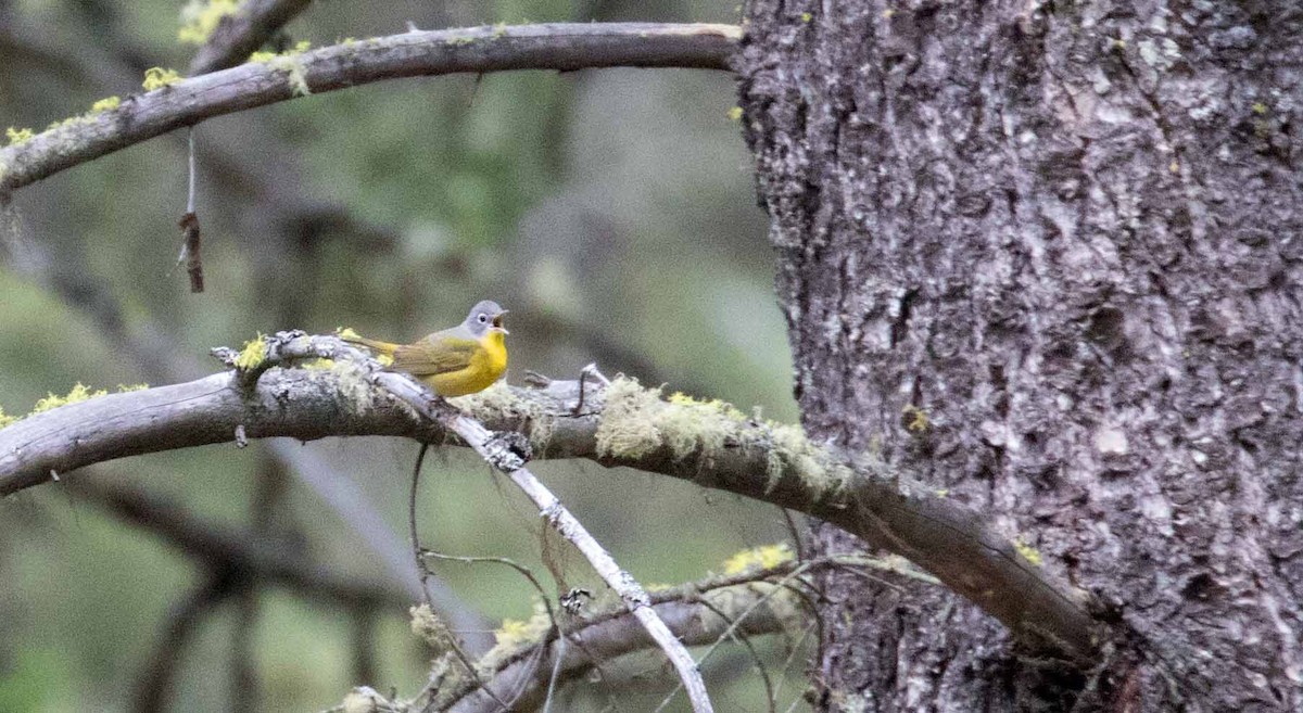 Nashville Warbler - ML243015281