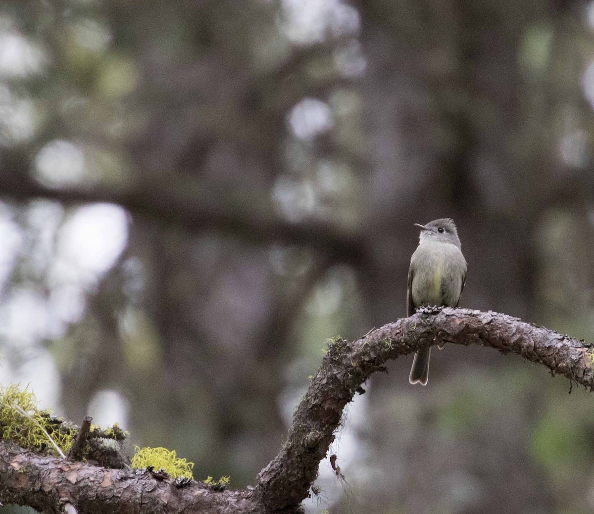 Hammond's Flycatcher - Braden Collard