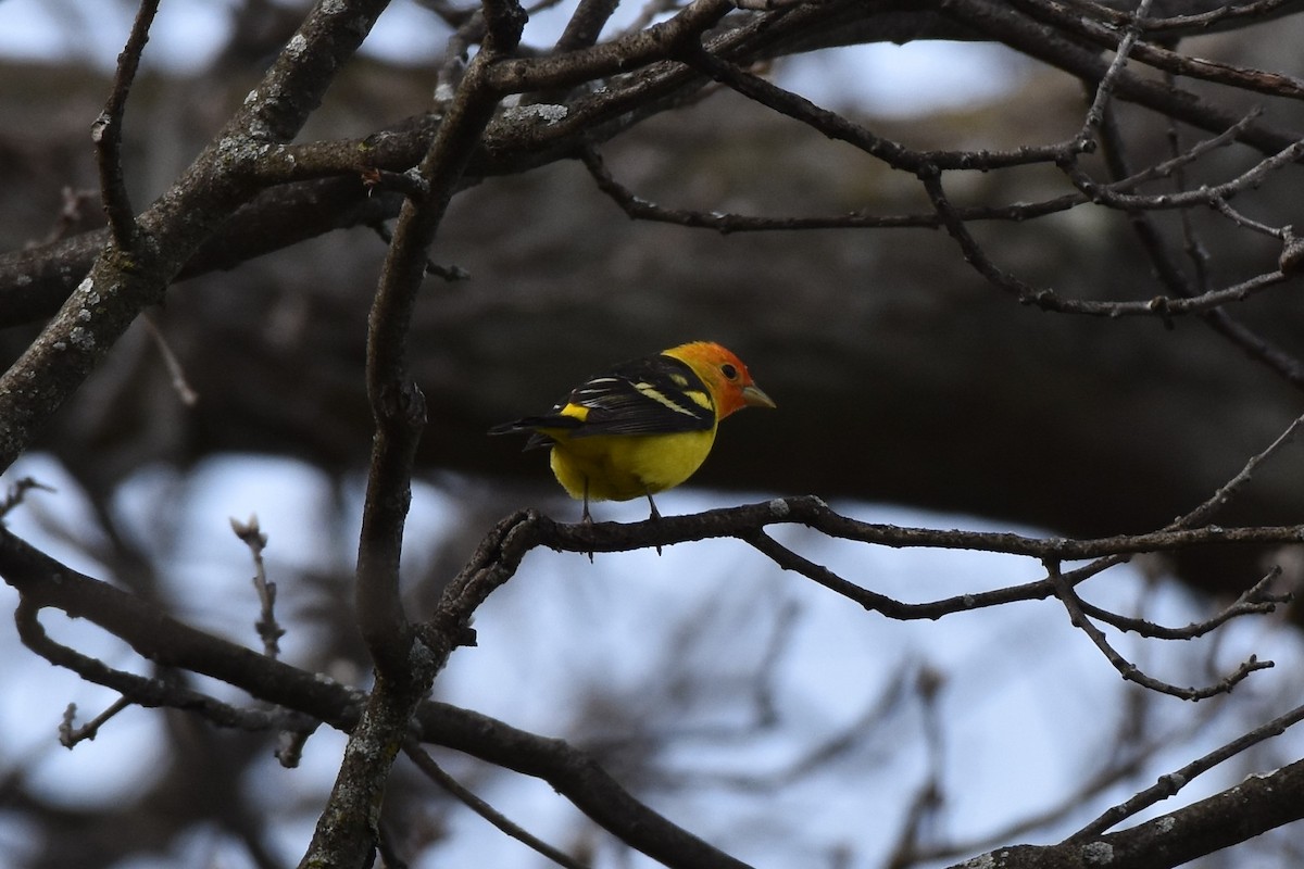 Western Tanager - ML243017181