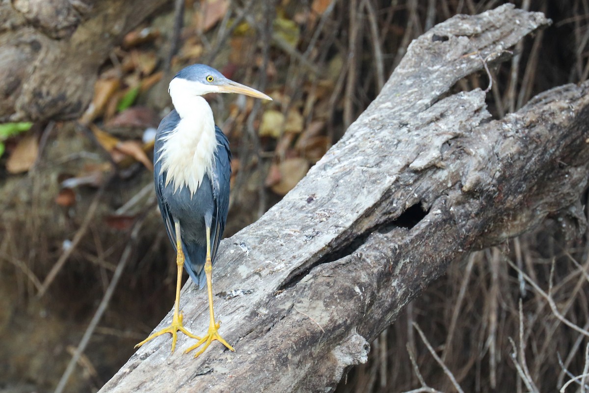 Pied Heron - ML243017421