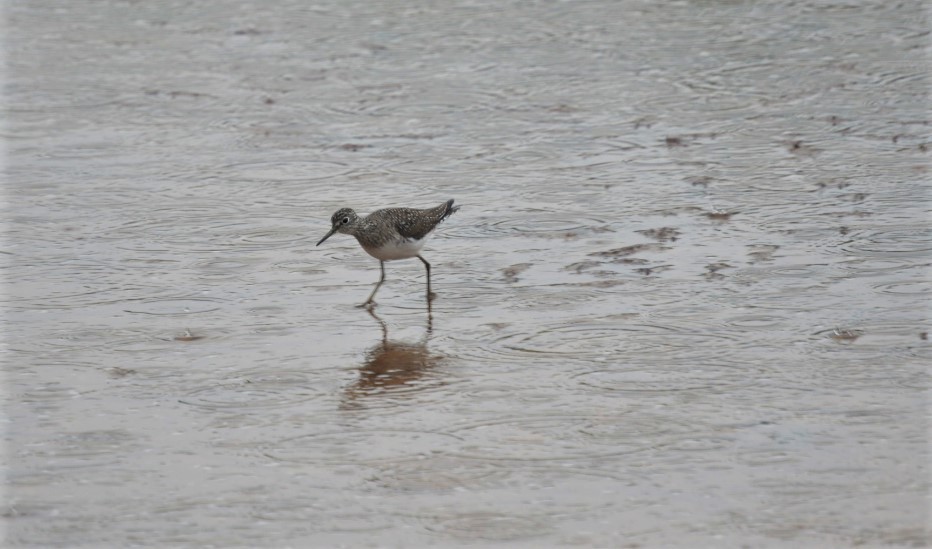 Solitary Sandpiper - ML243017671