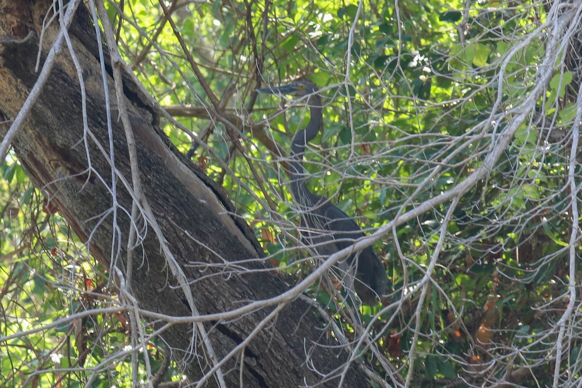 Great-billed Heron - ML243017681