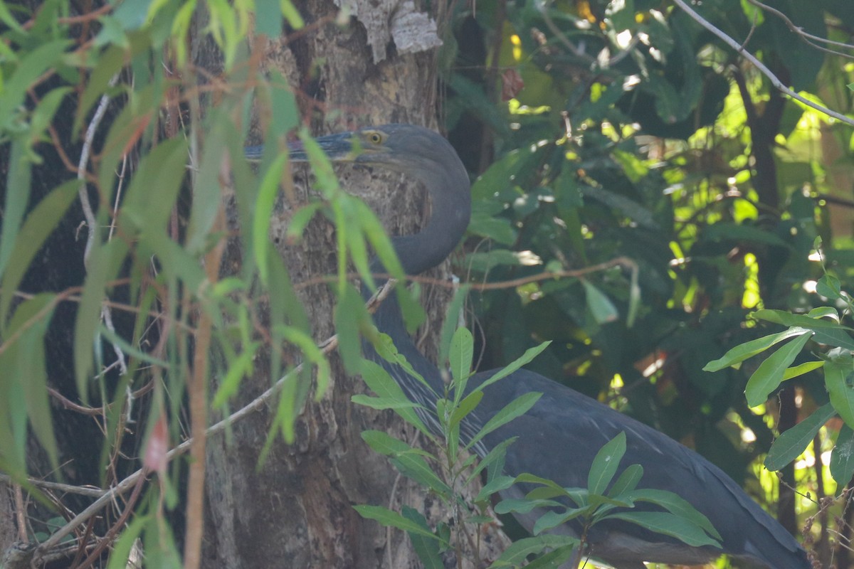 Great-billed Heron - ML243017701