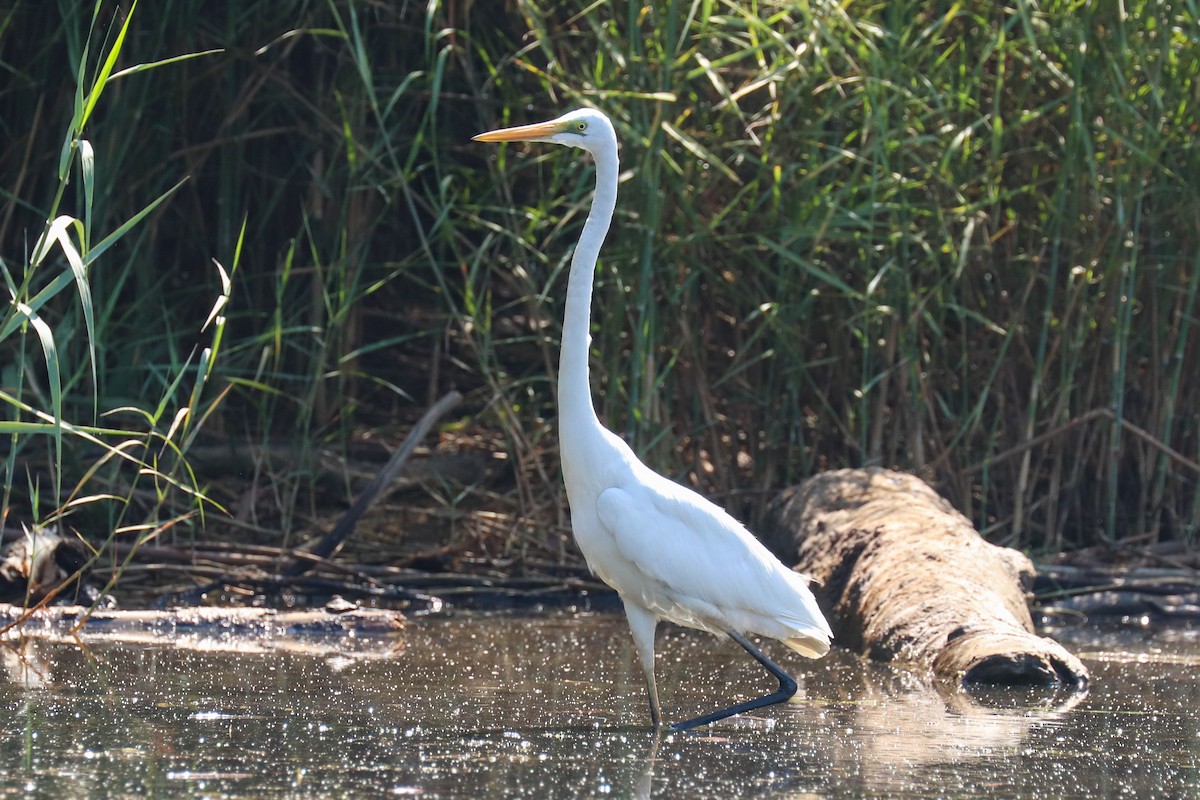 Great Egret - ML243017981