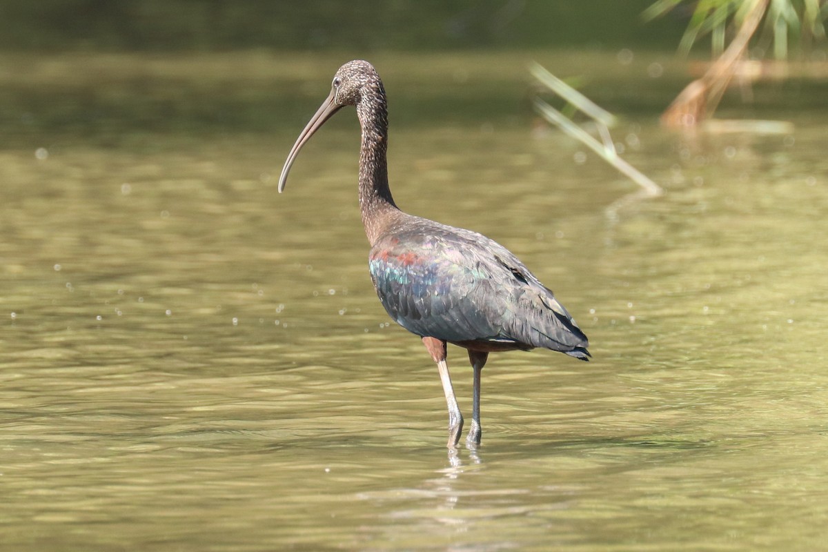 Glossy Ibis - ML243018221