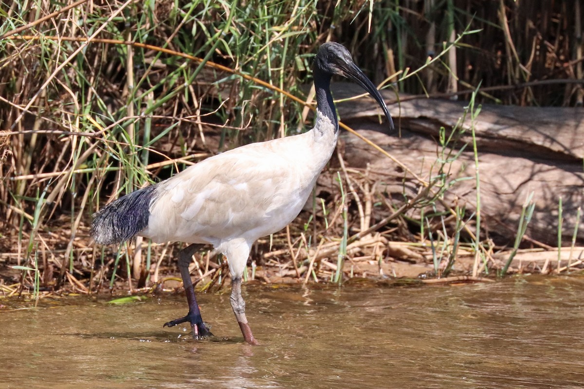 Ibis à cou noir - ML243018281