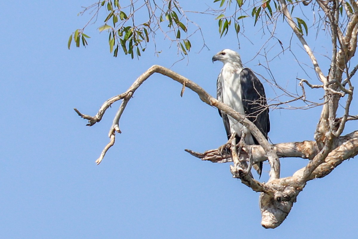 White-bellied Sea-Eagle - ML243018541