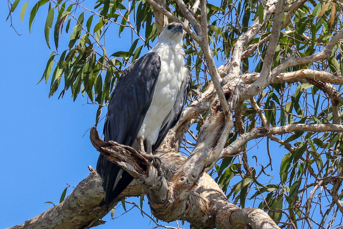 White-bellied Sea-Eagle - ML243018561