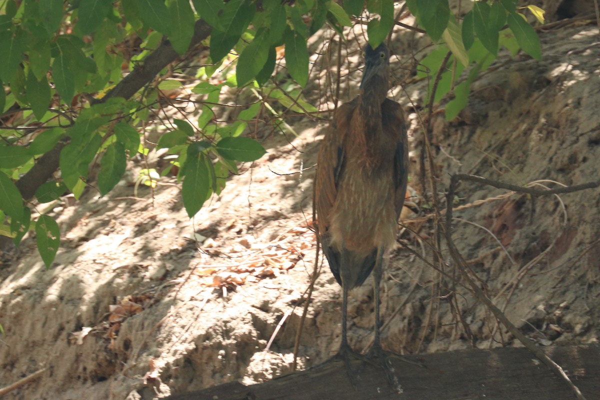 Great-billed Heron - ML243018801