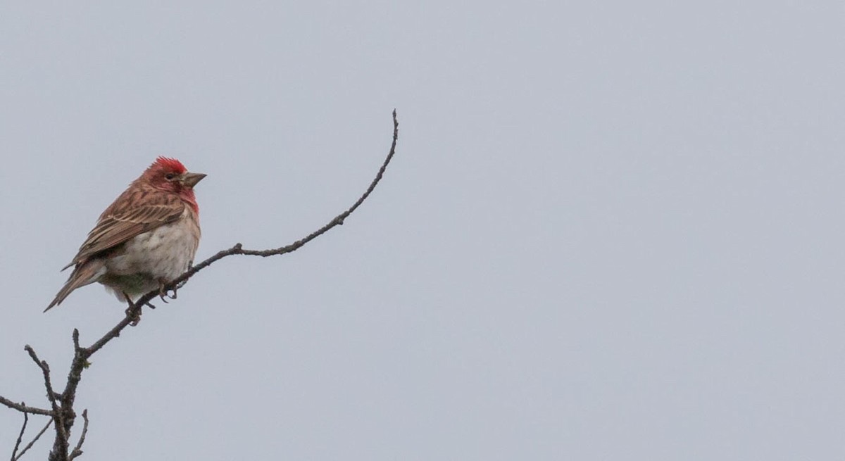 Cassin's Finch - ML243019881