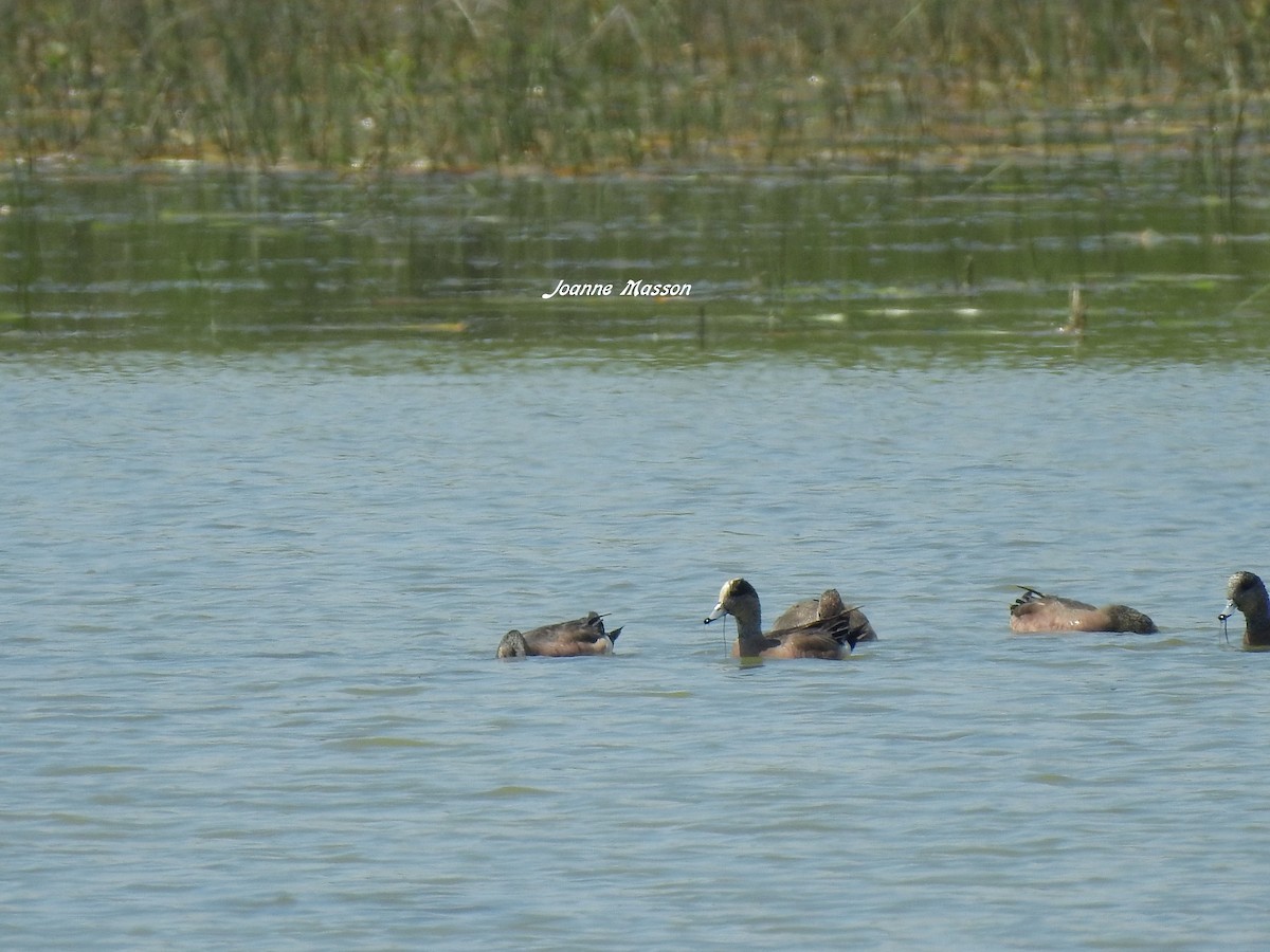 American Wigeon - ML243020921