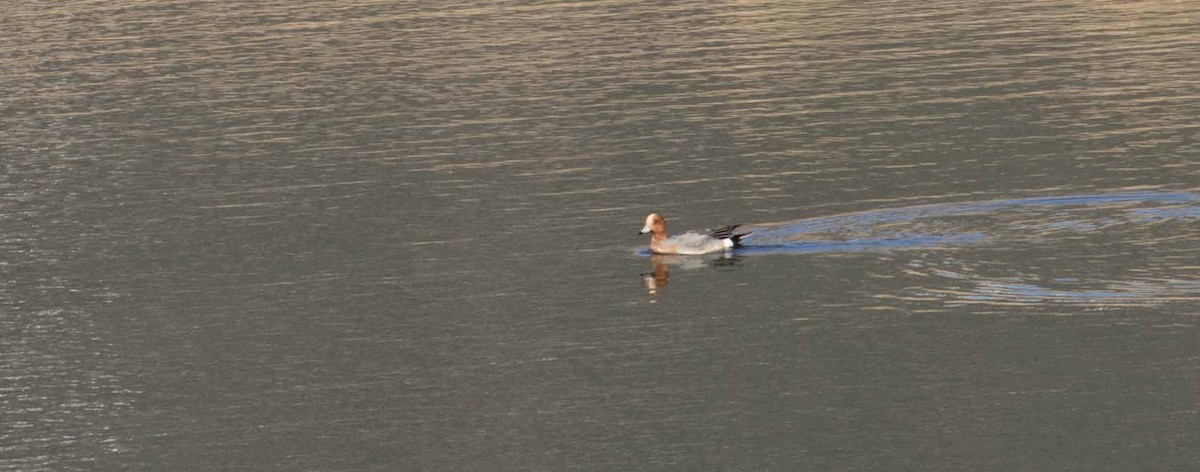 Eurasian Wigeon - Braden Collard