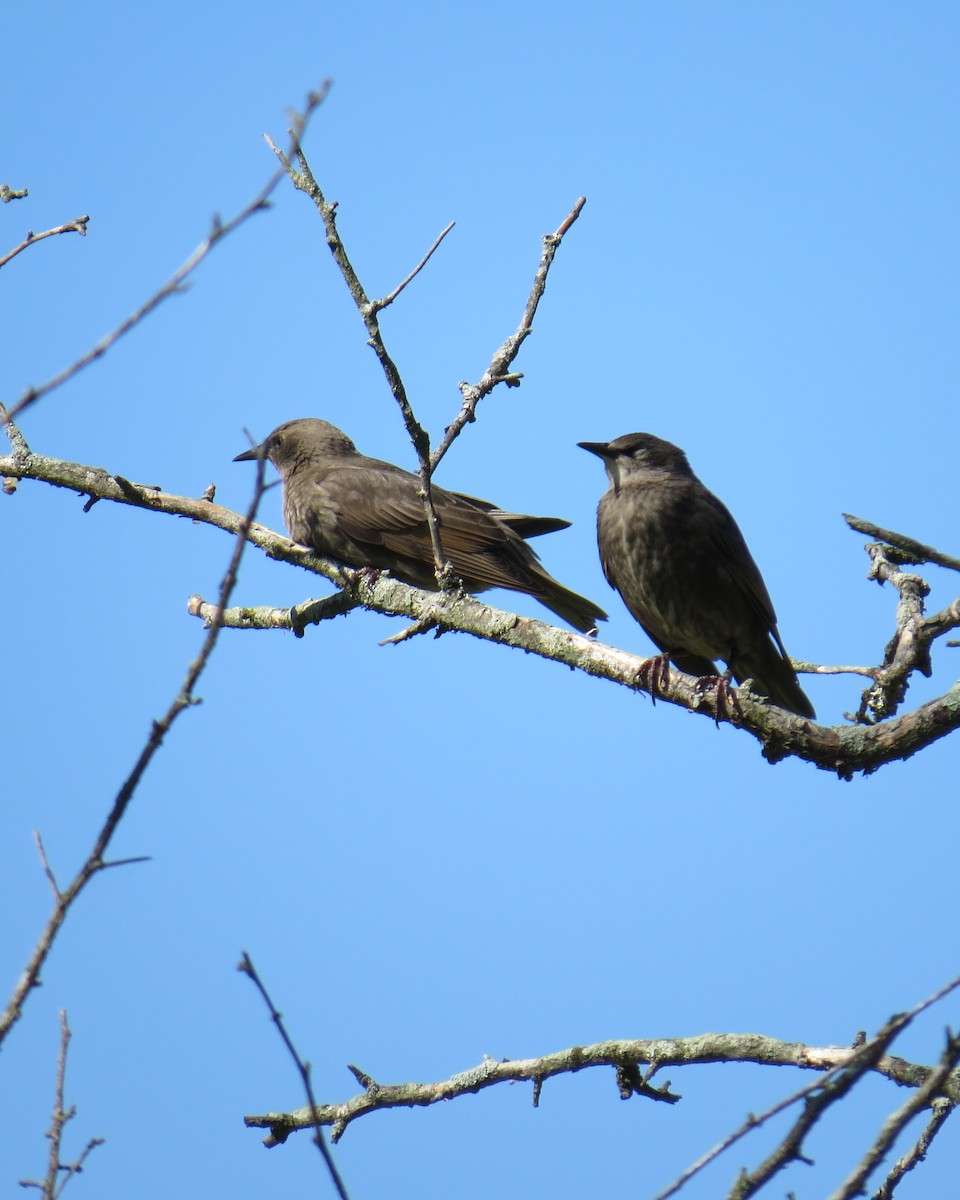 European Starling - ML243022121