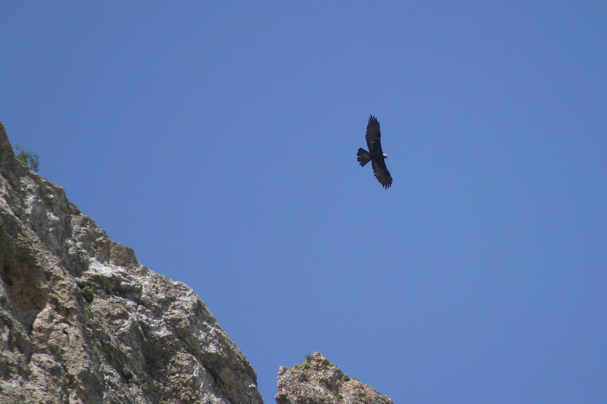 Águila Real - ML243022211