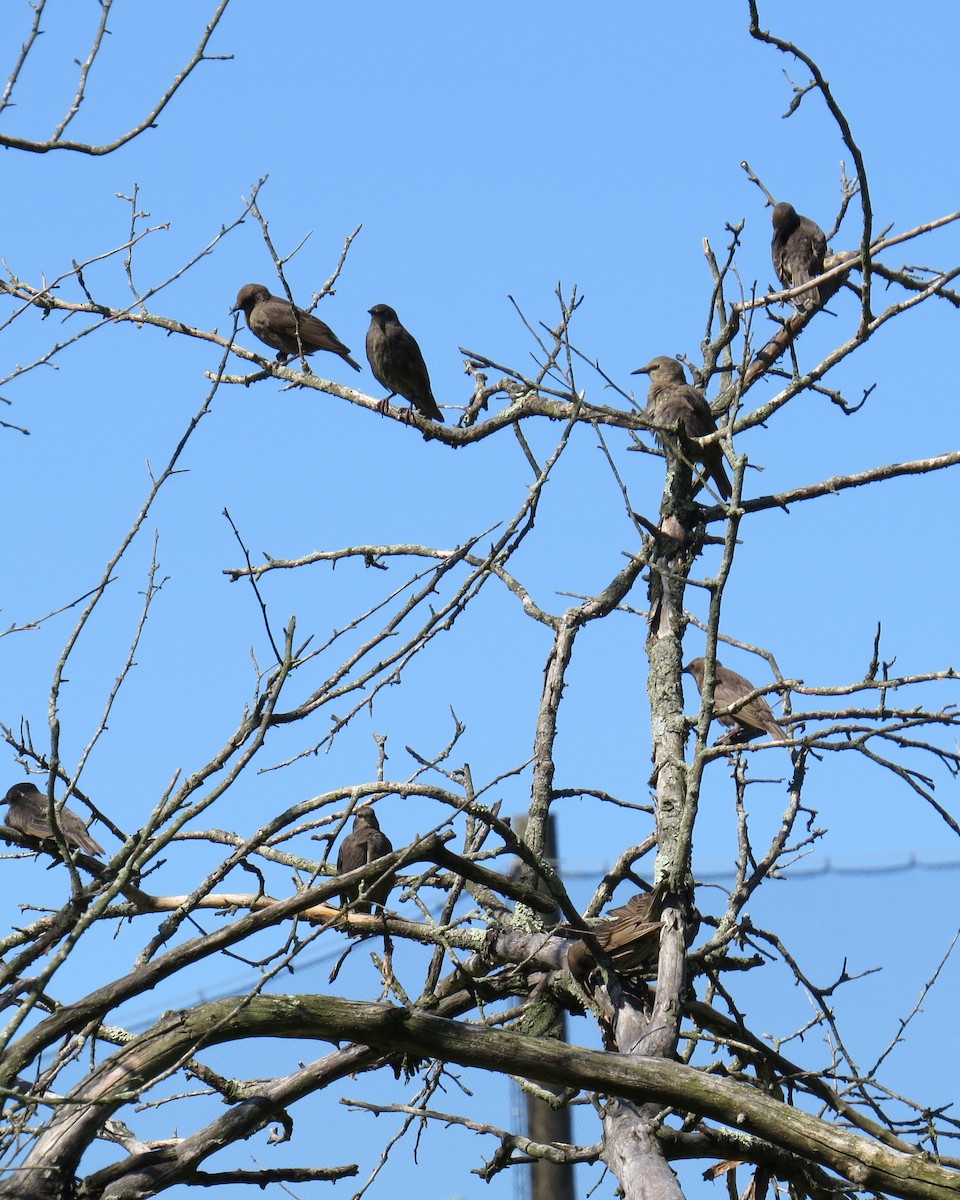 European Starling - Pete Yarrington