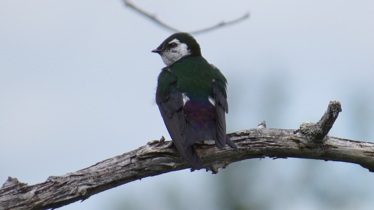 Violet-green Swallow - ML243023071
