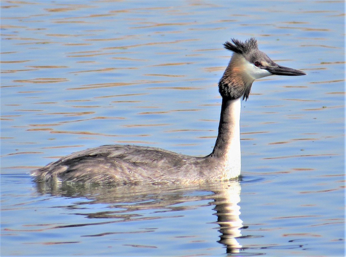 Great Crested Grebe - ML243023431
