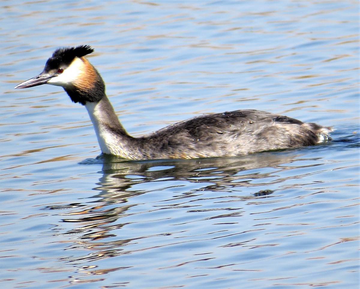 Great Crested Grebe - ML243023451