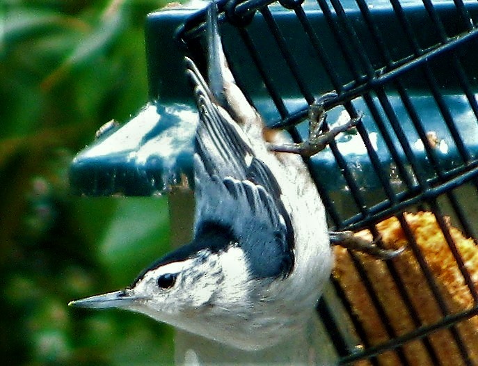 White-breasted Nuthatch - ML243023981