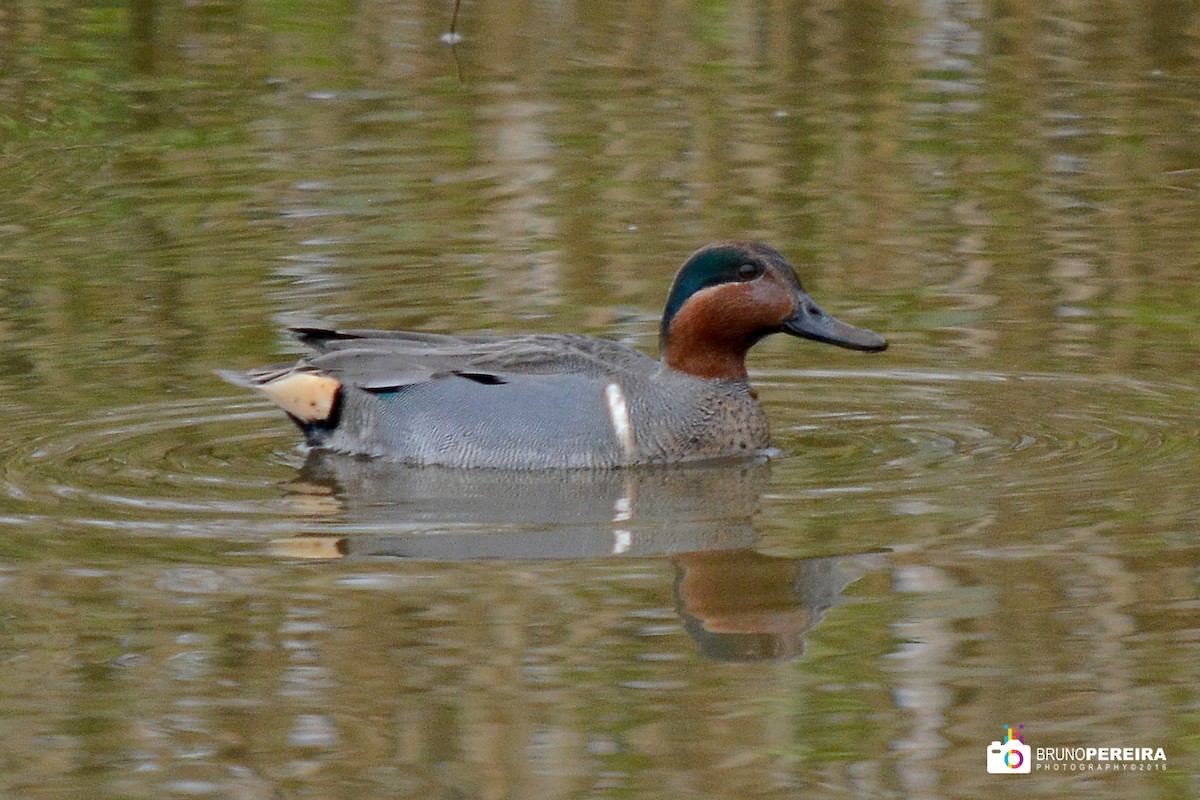 Green-winged Teal (American) - Bruno Pereira