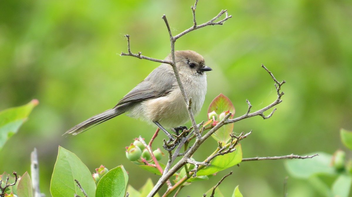 Bushtit - ML243024721