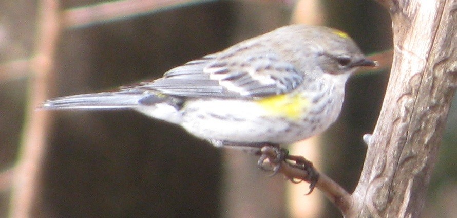 Yellow-rumped Warbler - ML243027871