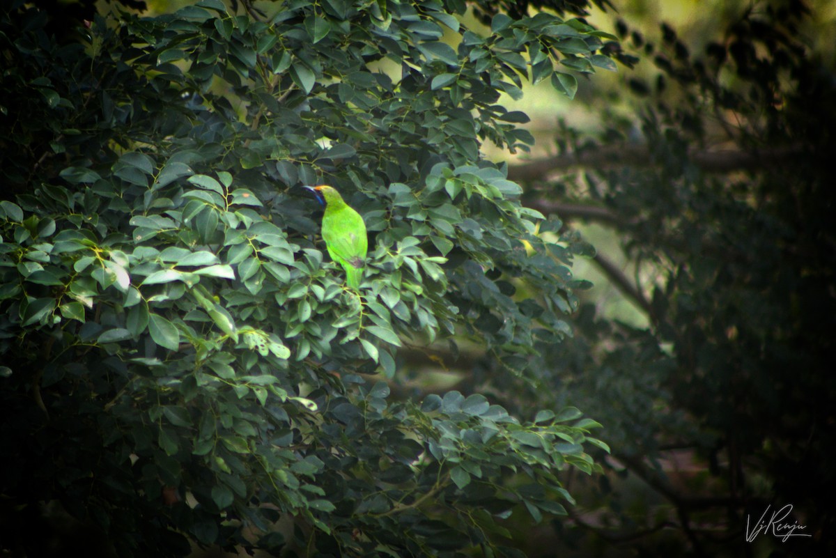 Golden-fronted Leafbird - ML243028131