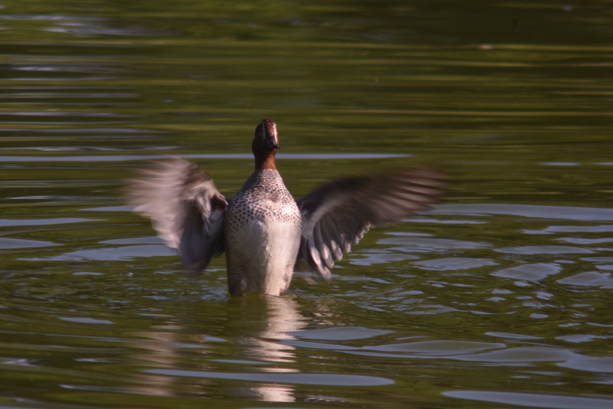 Green-winged Teal - Metin Güzeliş