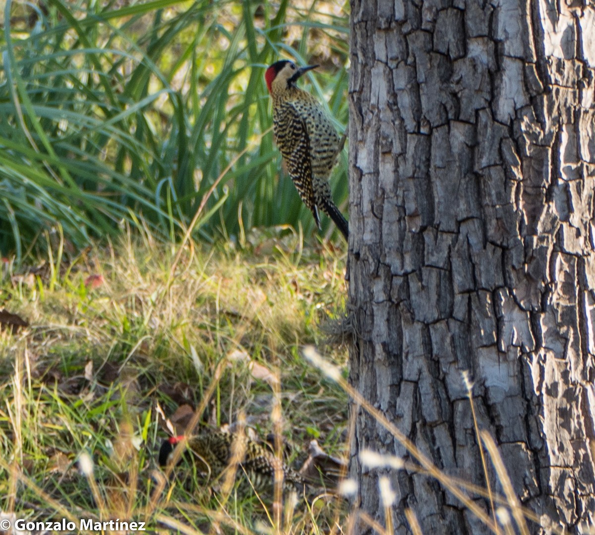 Green-barred Woodpecker - ML243028301
