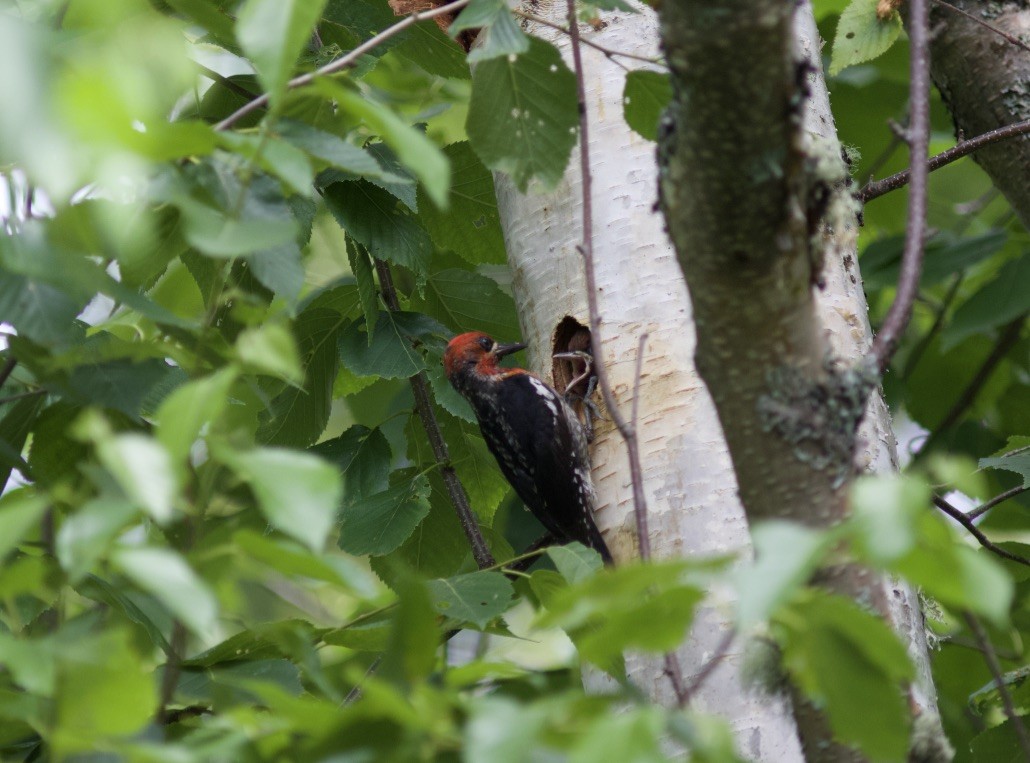Red-breasted Sapsucker - ML243028871