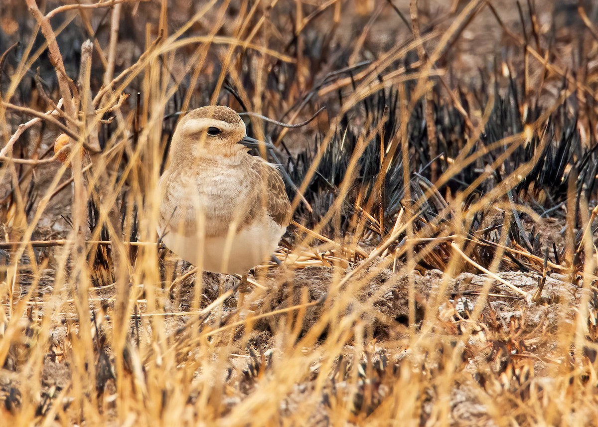 Caspian Plover - ML243030071