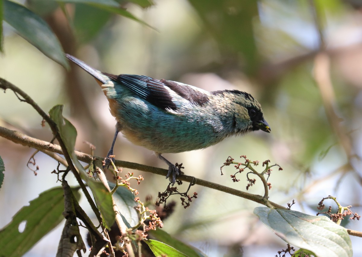 Metallic-green Tanager - ML243031401