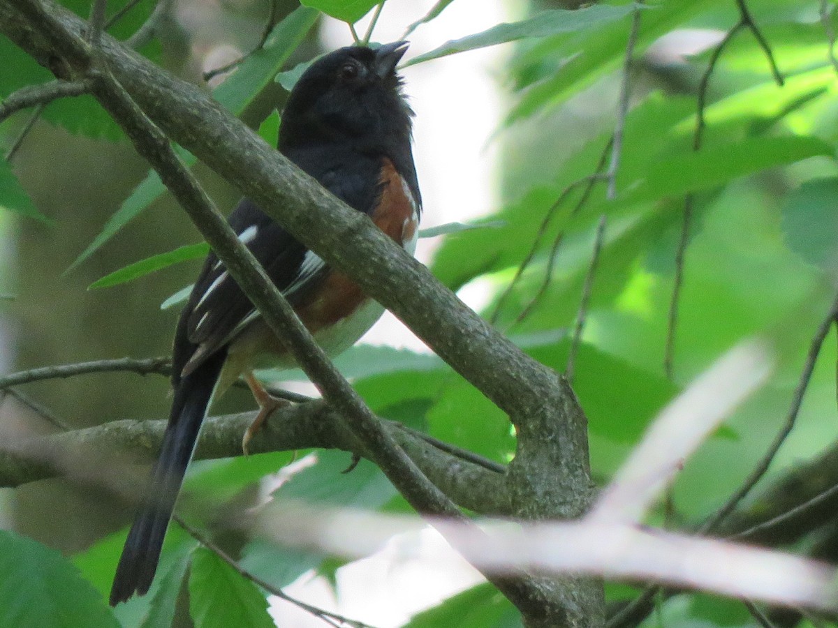 Eastern Towhee - ML243032381