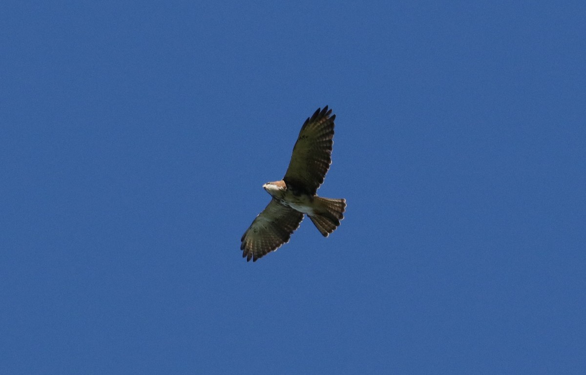 White-throated Hawk - ML243032441