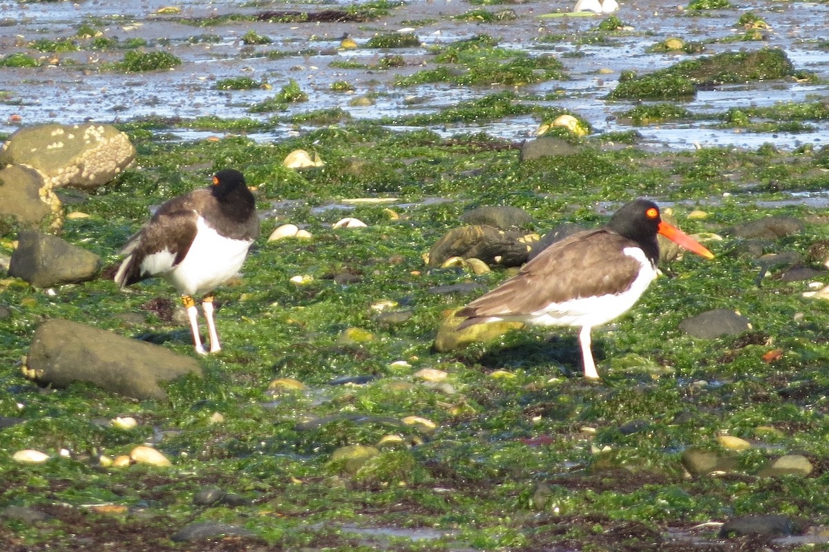 American Oystercatcher - Anonymous