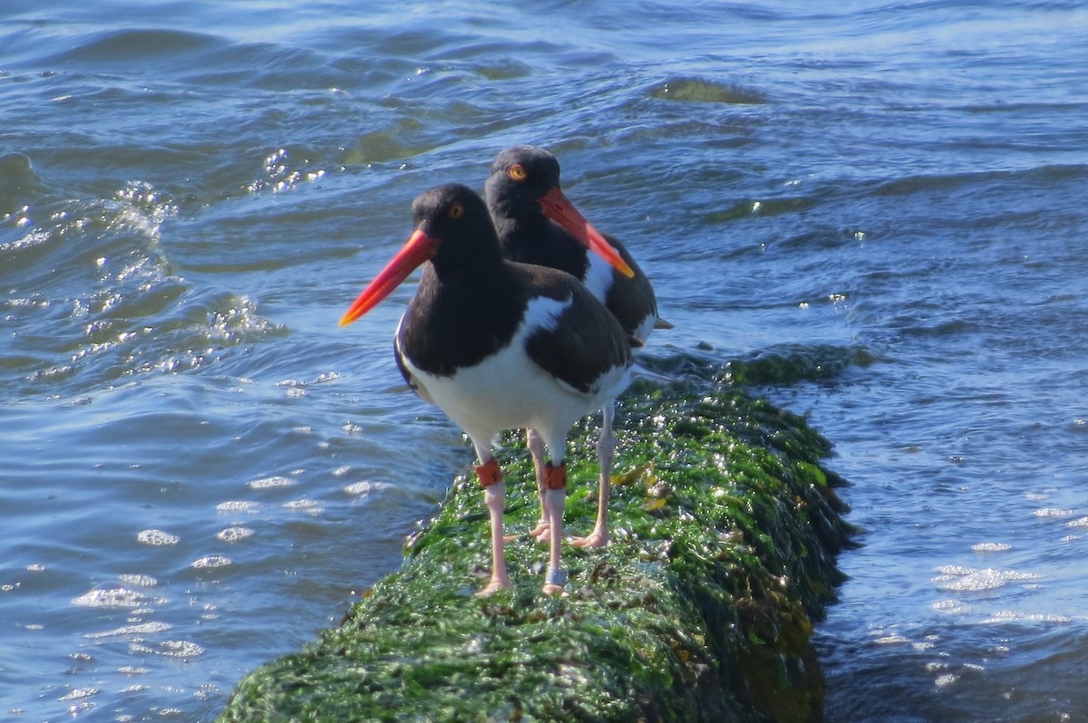 American Oystercatcher - ML243033431