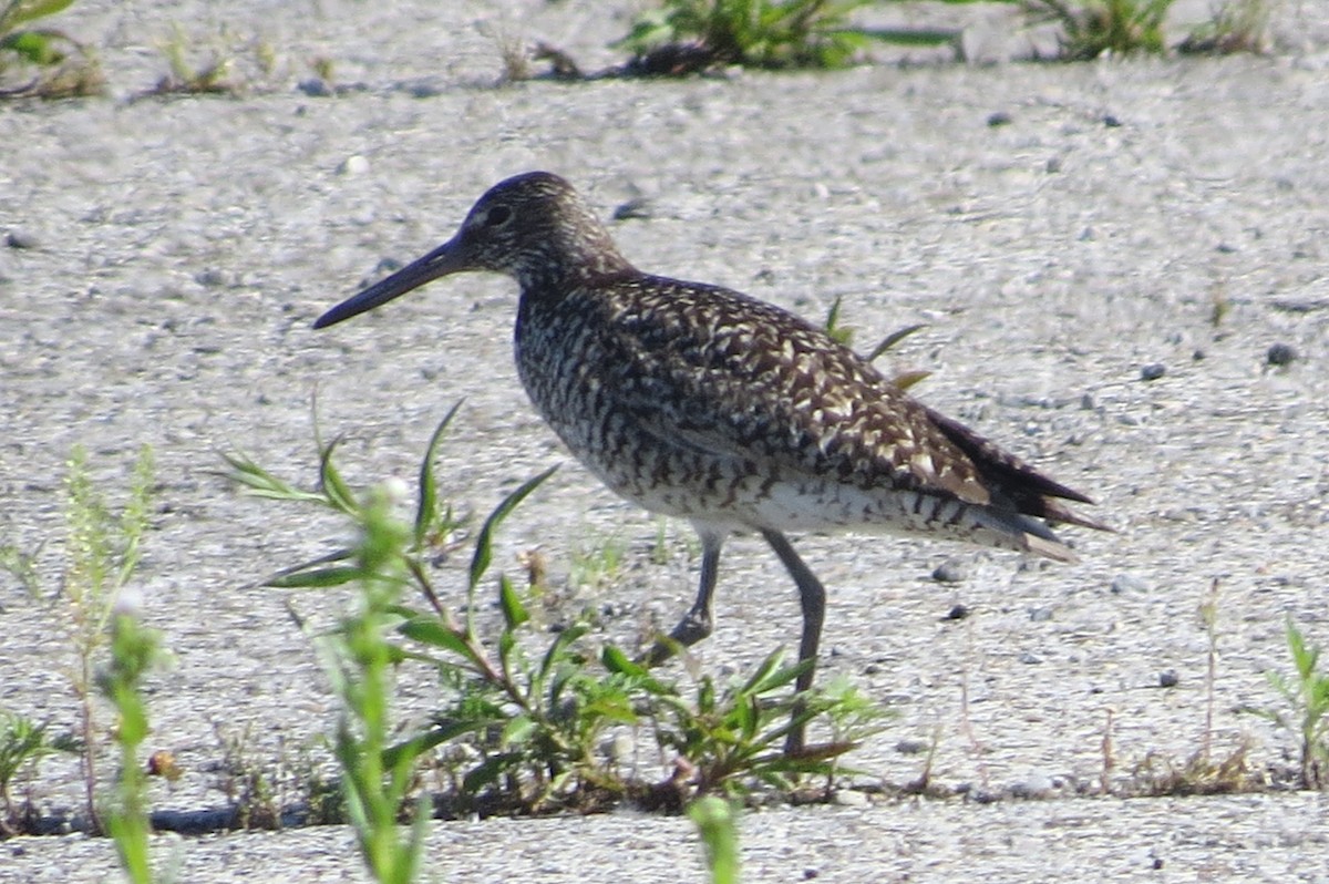 Willet - ML243033581