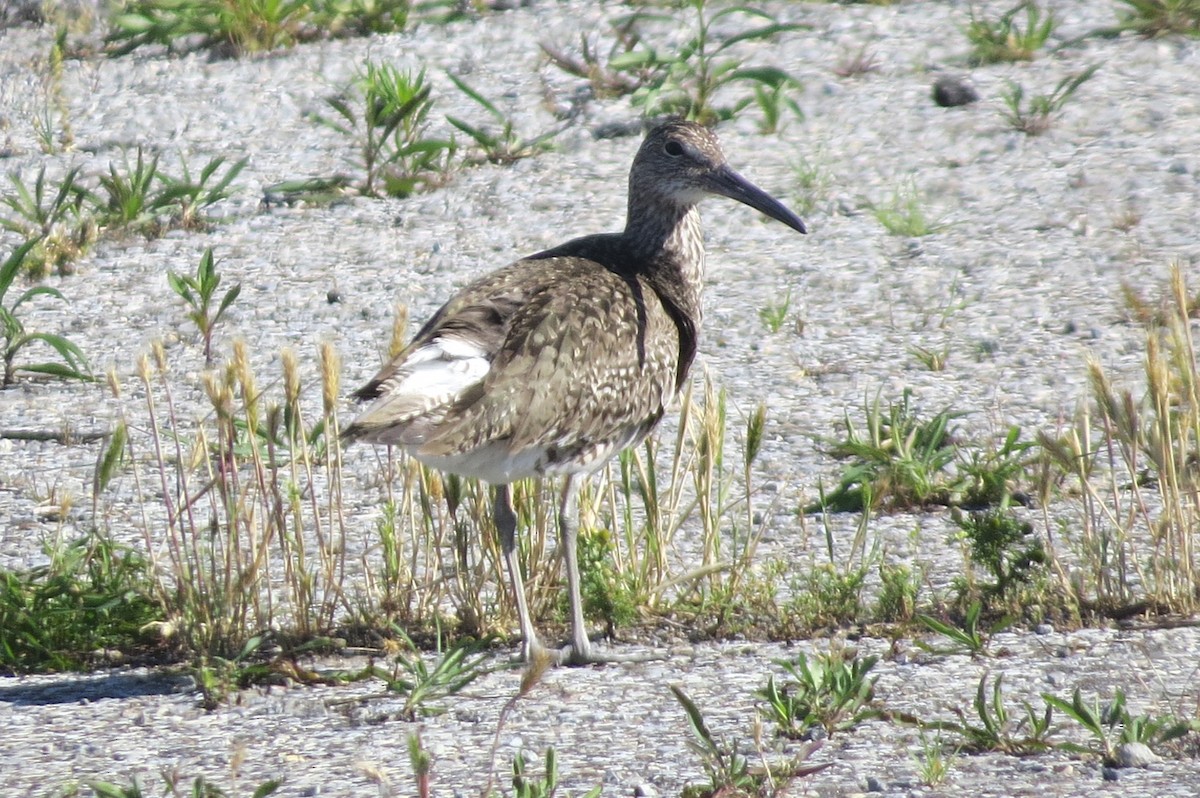 Willet - ML243033601