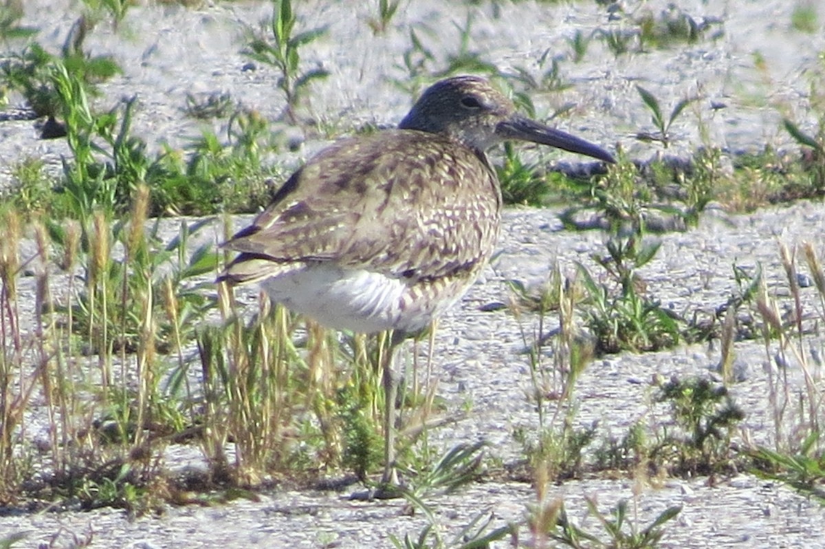 Willet - ML243033641