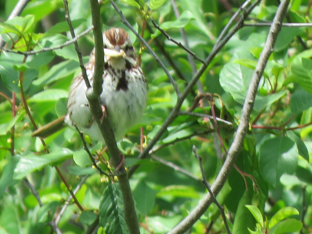 Song Sparrow - ML243033681