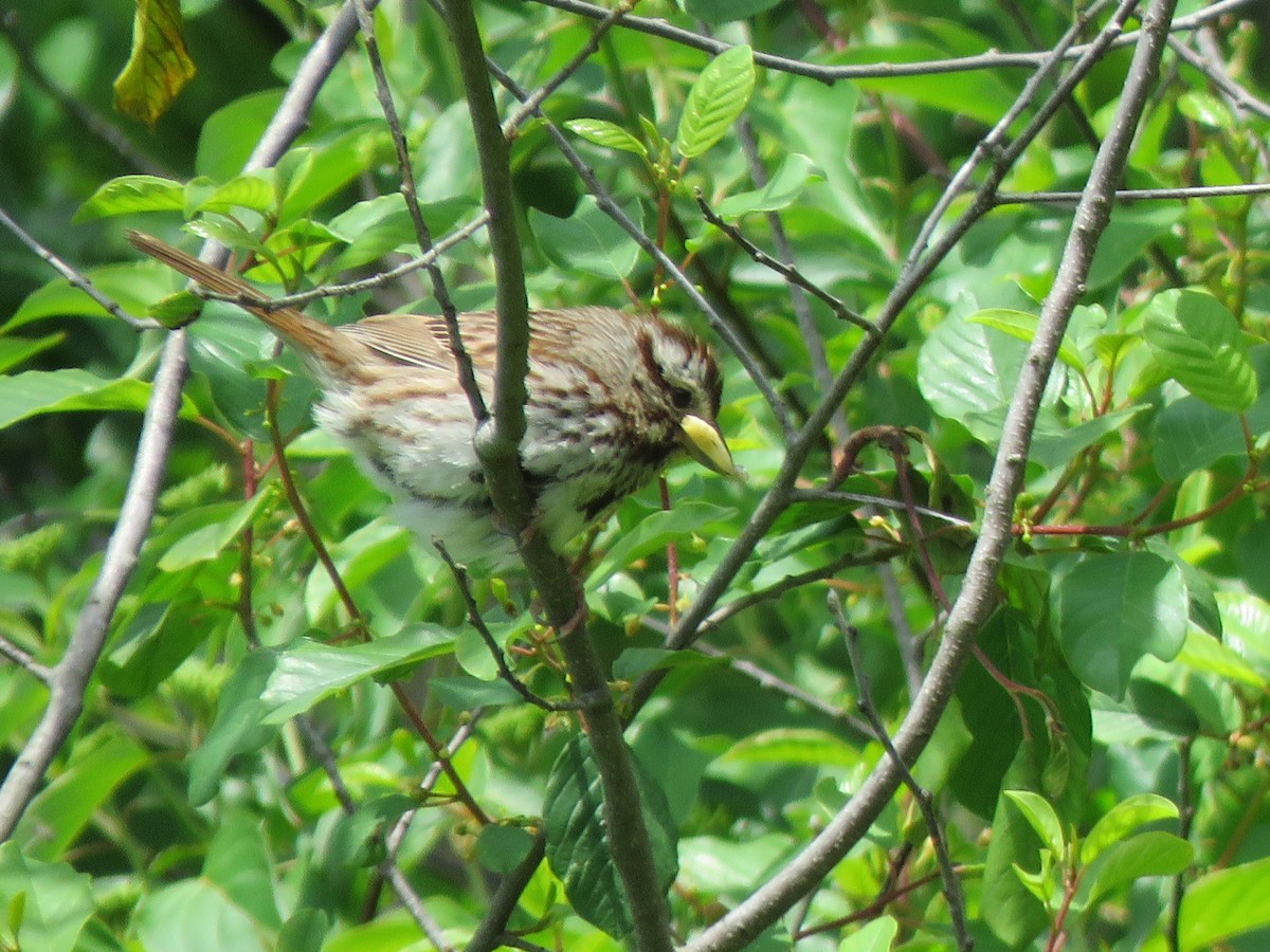 Song Sparrow - ML243033701